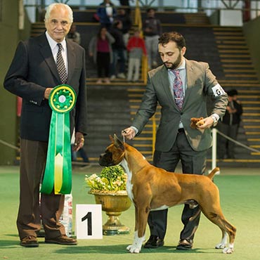 exposiciones-caninas.jpg